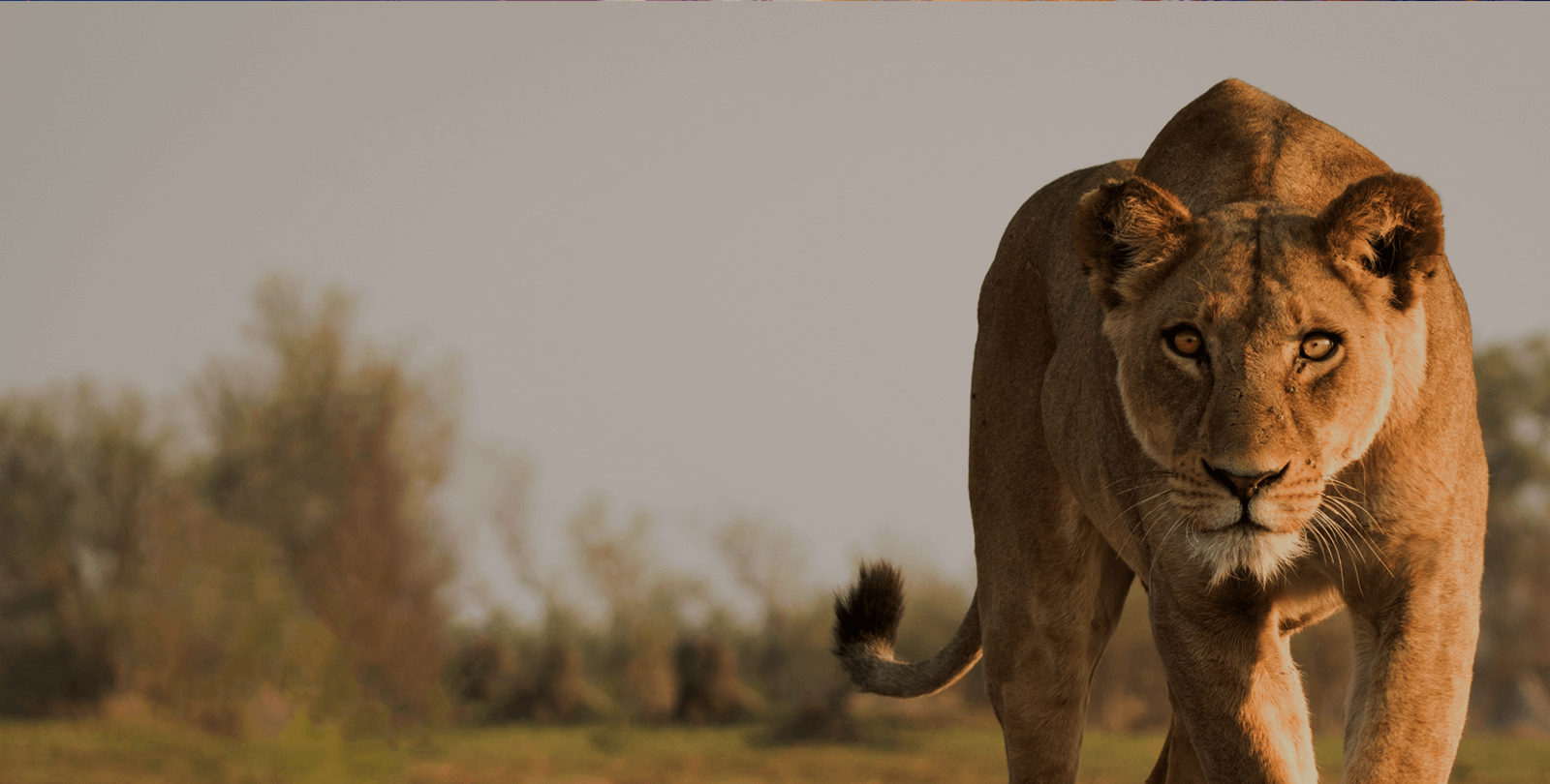 Lion